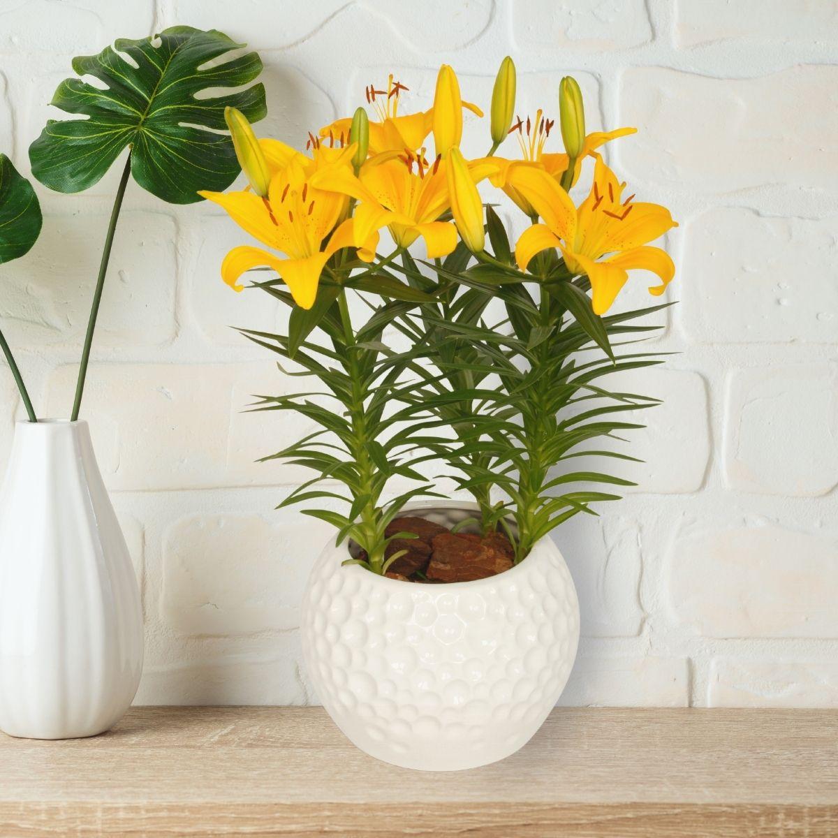 Lily Santander - Oriental Cut 14/16 | Leo Berbee Bulb Company